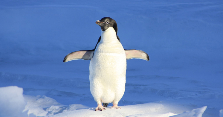 google penguin